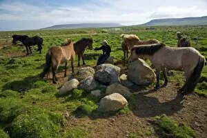 Images Dated 17th June 2007: Icelandic Horses in northeastern Iceland