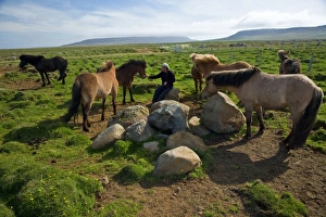 Images Dated 17th June 2007: Icelandic Horses in northeastern Iceland