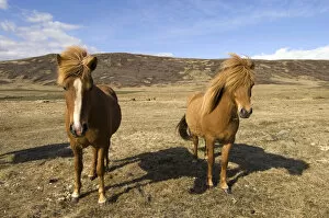 Images Dated 27th May 2007: Icelandic horses, Snaefellsnes Peninsula, Iceland