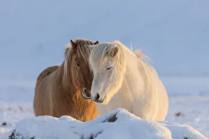 Icelandic horses in south Iceland