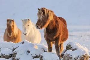Images Dated 29th January 2017: Icelandic horses in south Iceland