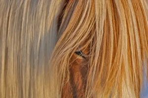 Images Dated 29th January 2017: Icelandic horses in south Iceland