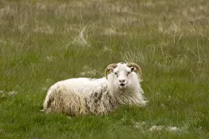 Images Dated 31st May 2007: Icelandic Sheep, South coast near Hofn, Iceland