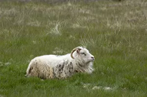 Images Dated 31st May 2007: Icelandic Sheep, South coast near Hofn, Iceland