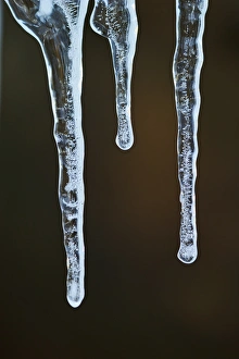 Images Dated 12th January 2011: Icicle, Great Smoky Mountains National Park, Tennessee