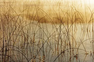 Images Dated 22nd May 2020: Icy reeds at sunrise on cold morning at Spencer Lake near Whitefish, Montana, USA