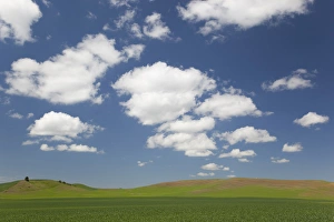Images Dated 10th June 2009: ID, The Palouse, Latah County, Green farm field, sky, and clouds, Genesee area