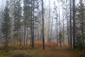 Images Dated 26th September 2011: ID, Sawtooth National Recreation Area, Challis National Forest, colorful shrubs