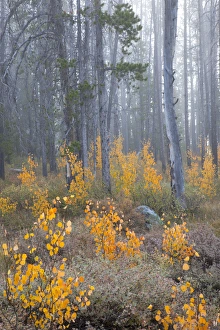 ID, Sawtooth National Recreation Area, Challis National Forest, Aspen and Pine trees