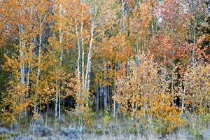 Images Dated 27th September 2011: ID, Sawtooth National Recreation Area, Colorful Aspen trees, near Galena Summit