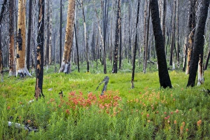 ID, Sawtooth National Recreation Area, Sawtooth National Forest, along 4th of July Creek