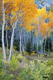 Images Dated 27th September 2011: ID, Sawtooth National Recreation Area, Colorful Aspen trees, near Galena Summit