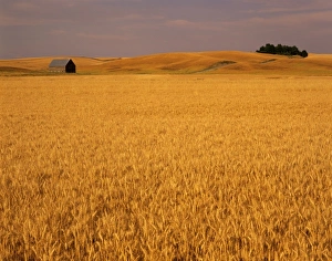 Farm Land Prints: Idaho, Genesee, wheat field and barn