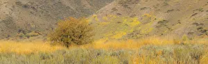 Lone Tree Prints: Idaho, Highway 89, Montpelier, Lone tree golden autumn colors