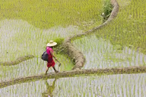 Woman Prints: Igorot tribal woman with the Rice Terraces of the Philippine Cordilleras, UNESCO