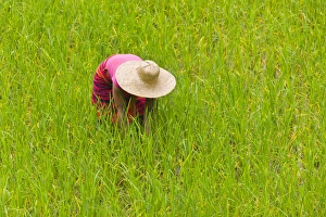 Tribe Prints: Igorot tribal woman works in the rice paddy, Banaue, Ifugao Province, Philippines