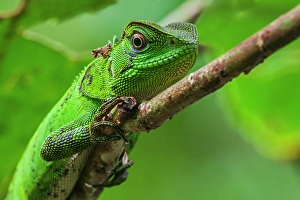 Cloud Forest Prints: Iguana in the Cloud Forest of Ecuador