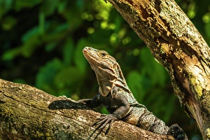 Costa Rica Prints: Iguana Manuel Antonio National Park, Puntarenas Province, Quepos, Costa Rica
