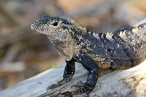 Costa Rican Prints: Iguana in the Manuel Antonio National Park in Puntarenas province, Costa Rica