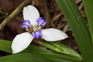 Iguazu Falls, Argentina, Iridaceae
