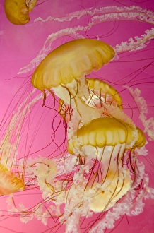 Images Dated 4th June 2012: Illinois, Chicago. Shedd Aquarium, largest indoor aquarium in the world. Jellyfish