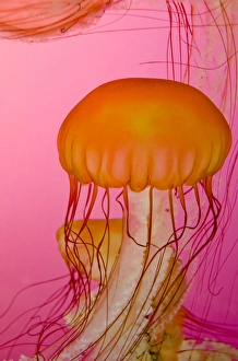 Illinois, Chicago. Shedd Aquarium, largest indoor aquarium in the world. Jellyfish