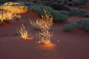 Michel Hersen Prints: Illuminated grass, Valley of Fire State Park, Nevada, USA