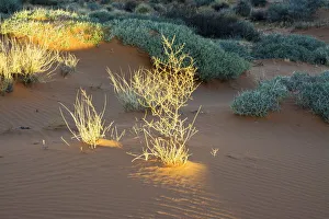 Luminous Prints: Illuminated grasses, Scenic Drive, Valley of Fire State Park, Nevada, USA