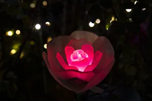 Décor Prints: An illuminated red rose
