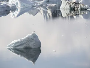 Images Dated 2017 August: Ilulissat Icefjord, a UNESCO World Heritage Site, also called kangia or Ilulissat