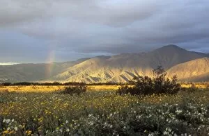 Image of rainbow during storm over Anza-Borrego Desert State Park, CA