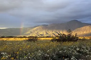 Anzaborrego Desert State Park Prints: Image of rainbow during storm over Anza-Borrego Desert State Park, CA