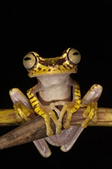 Chocu Prints: Imbabura Treefrog (Hypsiboas picturatus) captive, Choca Region of NW Ecuador