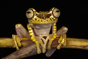 Chocu Prints: Imbabura Treefrog (Hypsiboas picturatus) CAPTIVE Choco Region of NW ECUADOR. South