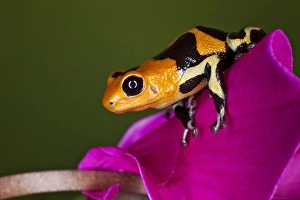 Imitator Dart Frog, Ranitomeya imitator, Peru