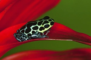 Images Dated 6th November 2010: Imitator Poison-Dart Frog (Ranitomeya Imitator, formerly Dendrobates imitator)