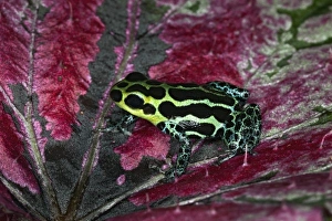 Images Dated 6th November 2010: Imitator Poison-Dart Frog (Ranitomeya Imitator, formerly Dendrobates imitator)