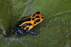 Images Dated 14th November 2010: Imitator Poison-Dart Frog (Ranitomeya Imitator, formerly Dendrobates imitator)