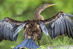Wading Bird Prints: Immature anhinga drying wings
