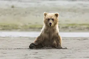 Immature Prints: Immature coastal grizzly bear (ursus arctos) sits on beach. Lake Clark National Park
