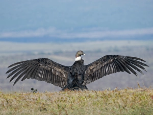 Wingspan Prints: Immature female Andean condor in Patagonia. Chile, Magallanes
