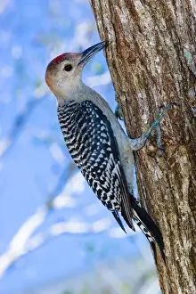 Immature Prints: An immature red-bellied woodpecker arrives back on Sanibel Island, Florida in 2004