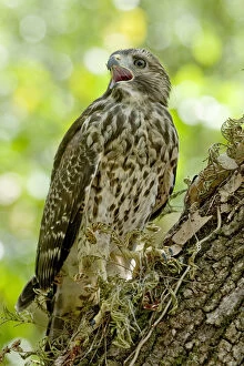 An immature red-shouldered hawk calls from a perch on an oak tree within the Fakahatchee