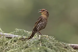 Immature red-winged blackbird