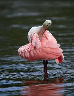 Images Dated 24th September 2007: Immature Roseate Spoonbill preening Ajaia ajaja Ding Darling NWR, Florida