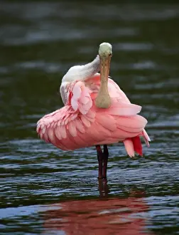 Sanibel Prints: Immature Roseate Spoonbill preening (Ajaia ajaja) Ding Darling NWR, Florida