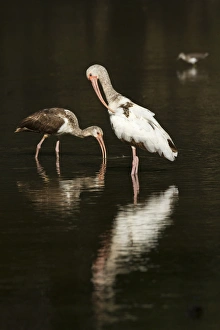 Hidalgo County Prints: immature White Ibis (Eudocimus albus) feeding and preening
