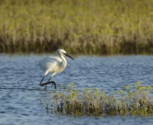 Shorebird Prints: Immature white-morph reddish egret, Egretta rufescens, San Antonio Bay, Texas