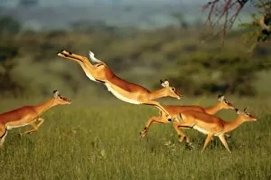 Impala, Aepyceros melampus, Mara River, Kenya
