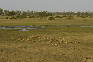 Images Dated 15th October 2005: Impala (Aepyceros melampus) Okavango Delta. BOTSWANA. Southern Africa